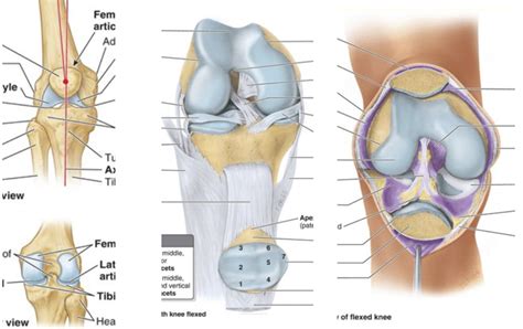 Knee Diagram Quizlet