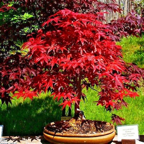 10 Red Japanese Maple Tree Seeds Palmatum Atropurpureum Cold Hardy Bonsai Plant Smt Duty Free