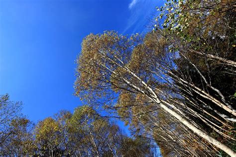 Free Picture Tree Wood Nature Landscape Sky Poplar