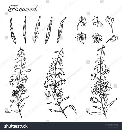 Fireweed Drawing 517 Images Photos Et Images Vectorielles De Stock