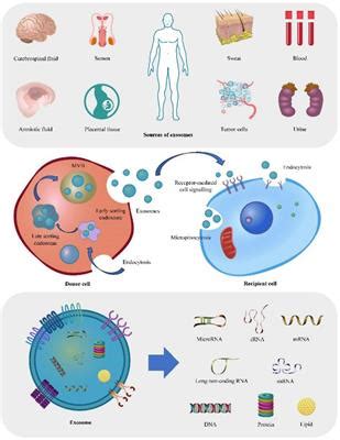 Frontiers Exosomal Micrornas Implications In The Pathogenesis And