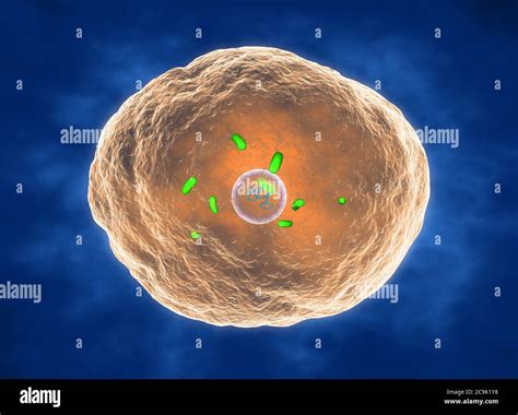 Bacteria Brucella ilustración Brucella es un bacilo Gram negativo no