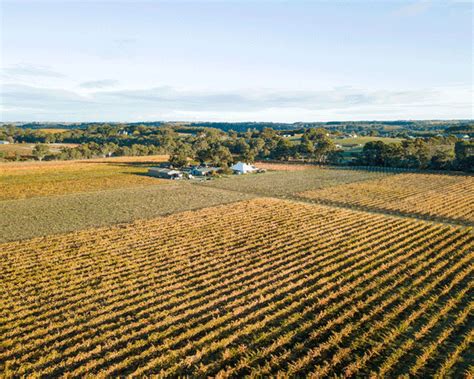 Our Sand Road Vineyard Winner Of Ygow Innovative Vineyard Of The Year