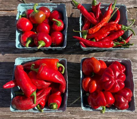 Anthony Bracco On Linkedin Bracco Farms Hot Pepper Selection Top Row