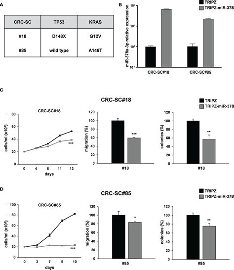 Frontiers Mir 378a 3p Acts As A Tumor Suppressor In Colorectal Cancer