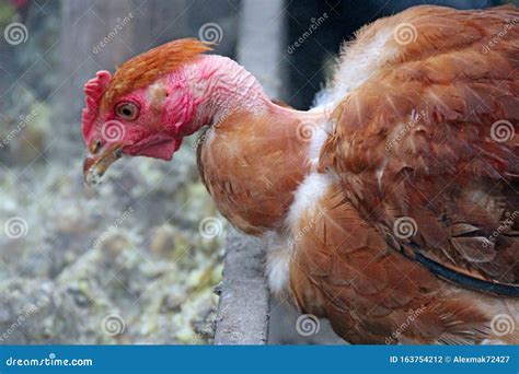 Hen Naked Neck Eating From Trough In Poultry Yard Poultry Feeding On Farm Stock Photo Image