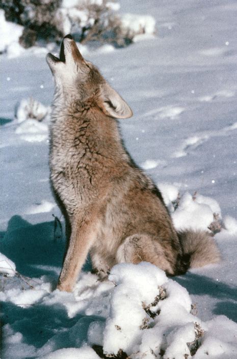 Coyote howling – Humane Wildlife Control Society