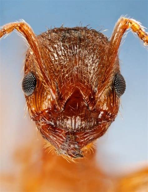 Fire Ants Build Towers According To Similar Rules To Human Engineers Their Towers Have Wide