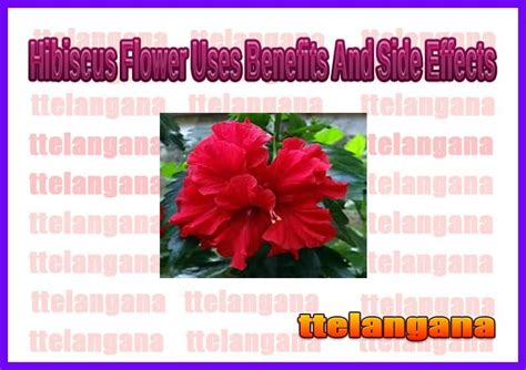 Hibiscus Flower Of Uses Benefits And Side Effects