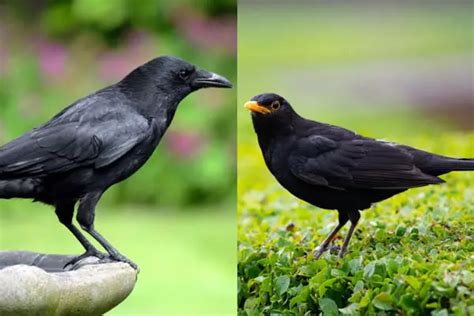 Crow Vs Blackbird Identification Differences Similarities