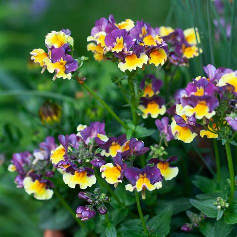 Starburst Spring Container Garden | White Flower Farm