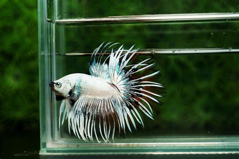 Crowntail King Crowntail Mustard Gas Betta Google Search The Tail