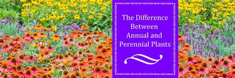 The Difference Between Annual And Perennial Plants Sugar Creek Gardens