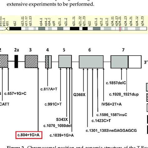 Chromosomal Position And Genomic Structure Of The T Box 3 TBX3 Gene