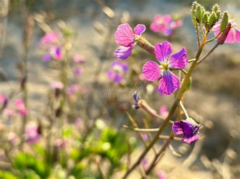 Wild Radish In Mendocinos Natural Splendor Stock Image Image Of