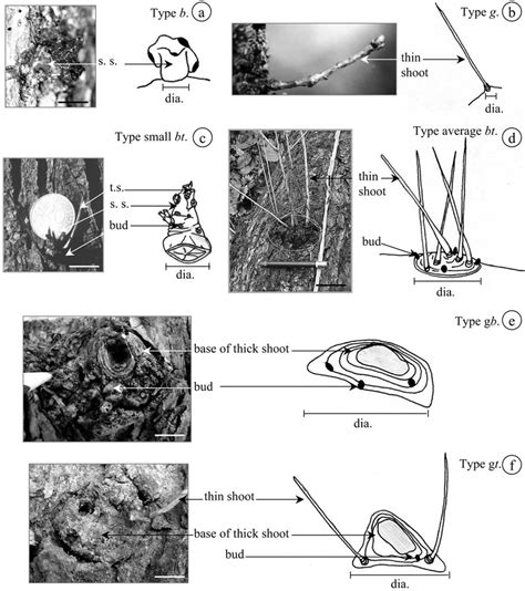 Af Classification Of Epicormic Formations All Formations Are Shown