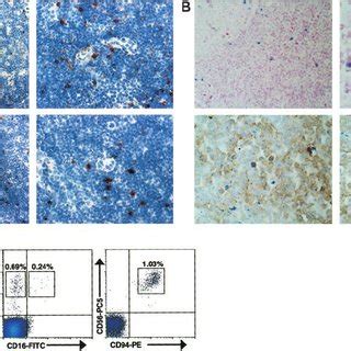 Cd Bright Nk Cells Are Present In Human Lymph Nodes A Cd And