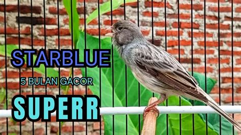 Kenari Gacor Masteran Burung Kenari Paud Pancingan Kenari Macet