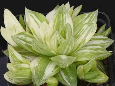 Haworthia Cymbiformis Variegata Mundo De Las Suculentas 2024