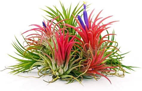 Amazon Live Tillandsia Ionantha Druid 3 Air Plant Fast Growing