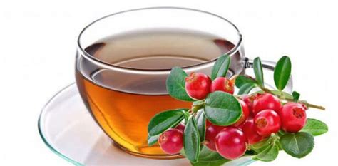 лечебные свойства толокнянки