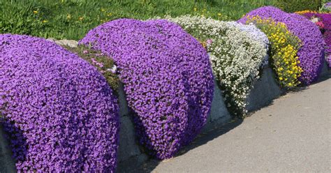 How to Sow Purple Creeping Thyme - Welldales