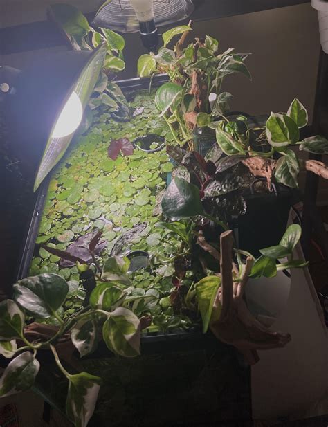 waffle recipe grow a garden 6