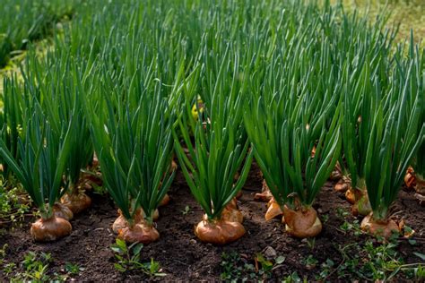 multiplying onions top planting growing tips
