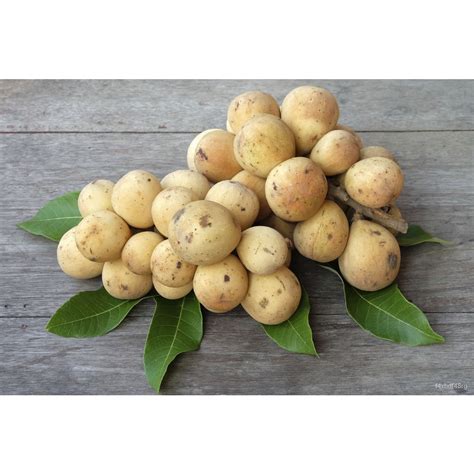 Grafted Lanzoneslycheemarangguapplered Guava Fruit Seedlingsseeds