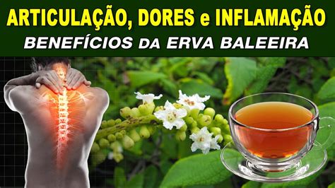 Chá para Articulações Dores e Inflamação Benefícios da ERVA BALEEIRA