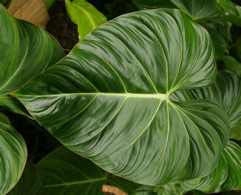 Большие Листья Фото И Название – Telegraph