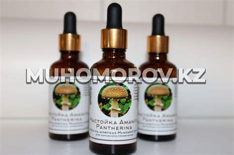 Мухоморная настойка Пантерный Мухомор - Muhomorov.kz - Мухомор красный ...
