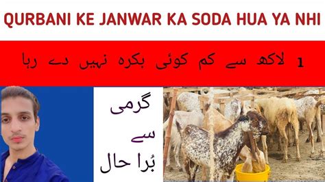 Qurbani Ke Janwar Ka Soda Hua Ya Nhi Mandi Ke Rates Abhi Tak High