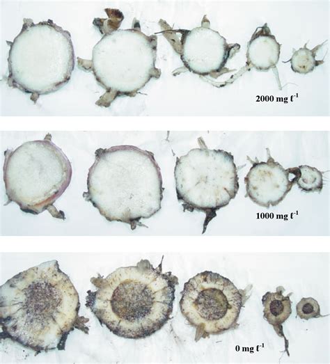 PDF MANAGEMENT OF FUSARIUM WILT DISEASES USING NON PATHOGENIC