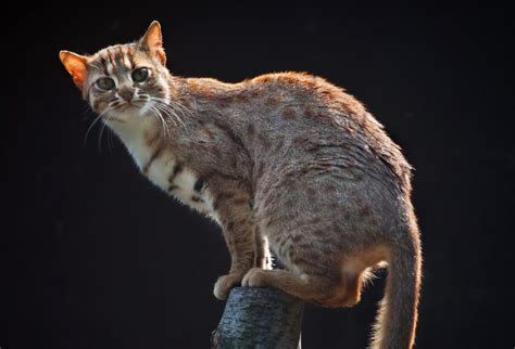 The Rusty Spotted Cat Discovering The Worlds Smallest Cat Modern Cat