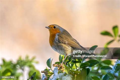 robin flying stock  high res pictures  images getty