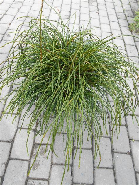 Туя складчатая "Whipcord" | Euro-plant