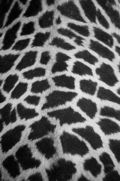 Giraffe Skin Pattern Free Stock Photo - Public Domain Pictures