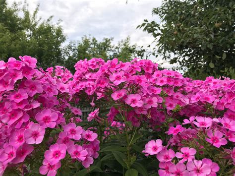 Лаватера в ландшафтном дизайне сада (58 фото) - 58 фото