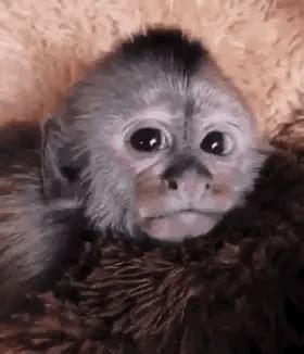 Crying Monkey Gif