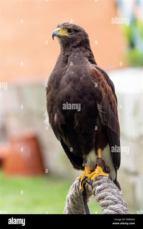 Imperial American Eagle Hi Res Stock Photography And Images Alamy