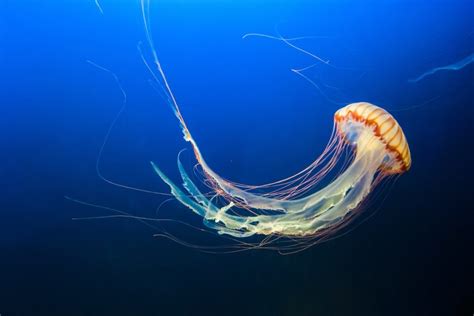 Wie Haben Tiere Sex Fakten Zum Liebesleben Der Tiere