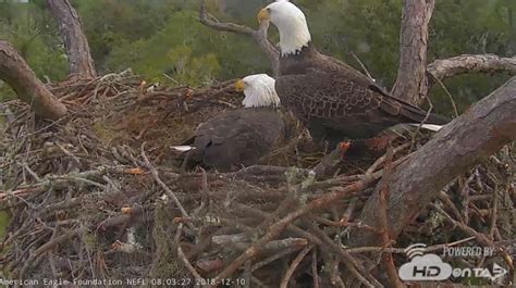 HDOnTap Partners with the American Eagle Foundation to Live Stream the