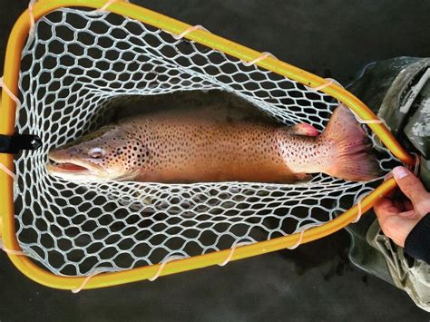 Andrew Larson Brown Trout From Lake Stillwater Fly Fishing Duranglers