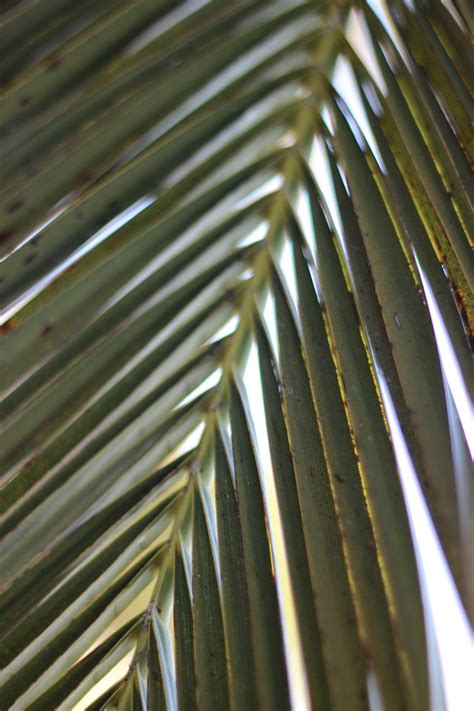 palm leaf nature  photo  pixabay pixabay