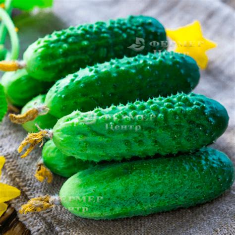 Купить семена огурцов Эколь F1 500 семян | Syngenta (Сингента) Голландия