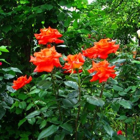 ᐉ Роза Florium Verano (11344) • Купить в Киеве, Украине • Лучшая цена в ...