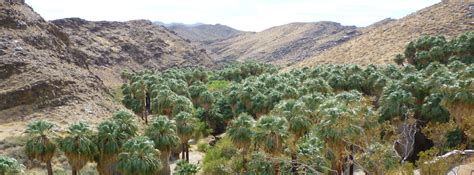 Palm Canyon Trail — An Oasis In Palm Springs California 10adventures