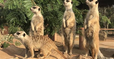 15 reasons to celebrate World Meerkat Day | Taronga Conservation ...