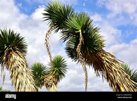 Izote Yucca Filifera Is A Shrub Native To Mexico Stock Photo Alamy